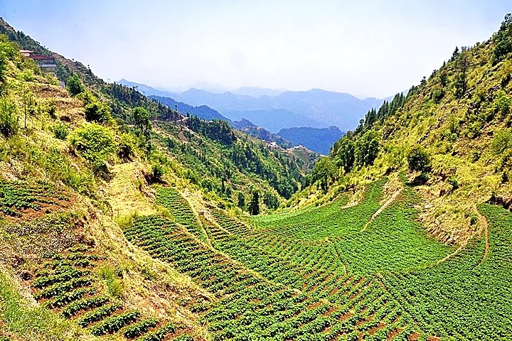 Potato Farm - Sightseeing Spot in Dhanaulti