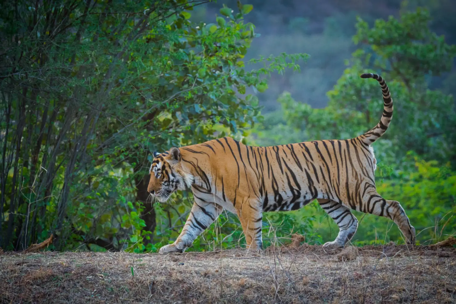 Wildlife & Nature Tours