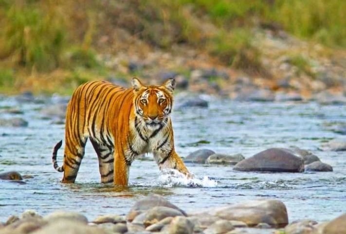 Jim Corbett Safari & Riverside Camping Tour – Wilderness & Adventure