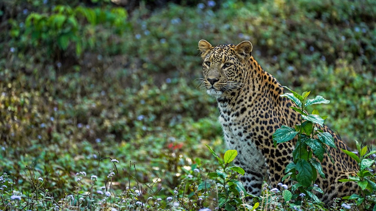 Rajaji National Park