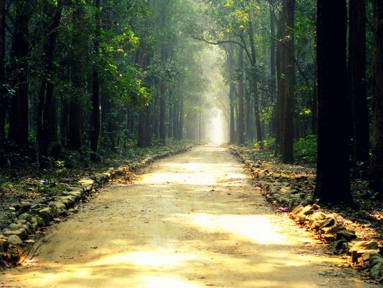 Dehradun to Jim Corbett Ramnagar Taxi Service